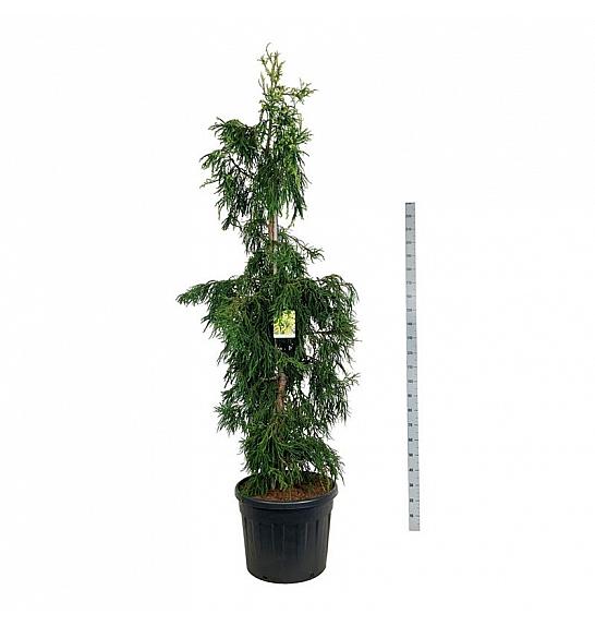 Cryptomeria japonica Kyara Gold C55 Lit. 200-225 cm extra