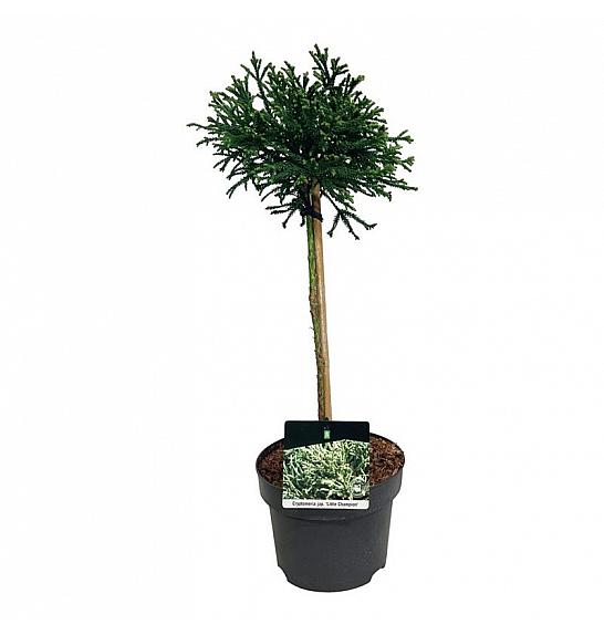 Cryptomeria japonica Little Champion C4 Lit. Na steblu 40 cm