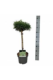 Cryptomeria japonica Toad C4 Lit. Na steblu 40 cm