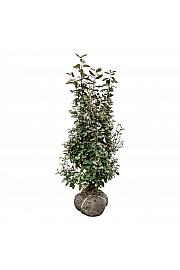 Elaeagnus ebbingei Compacta bala 100-125 cm