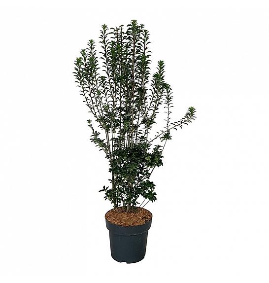 Enkianthus campanulatus Pagode C15 Lit. 100-125 cm
