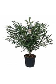 Euonymus alatus C55 Lit. 125-150 cm extra