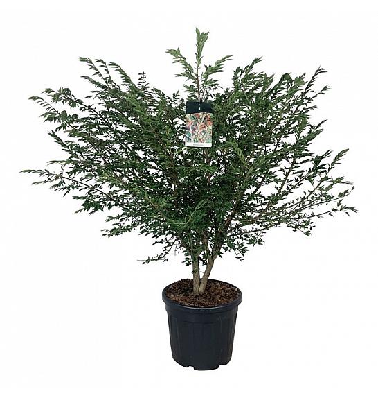 Euonymus alatus C55 Lit. 125-150 cm extra