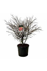 Euonymus alatus Compactus C90 Lit. 125-150 cm extra