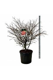 Euonymus alatus Compactus C90 Lit. 125-150 cm extra