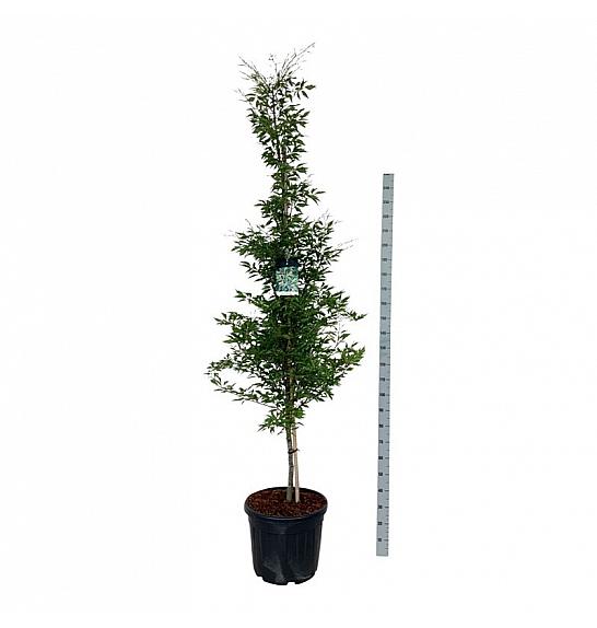 Fagus sylvatica Aspleniifolia C55 Lit. 225-250 cm extra