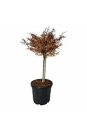Fagus sylvatica Mercedes C30 Lit. Na steblu 60 cm