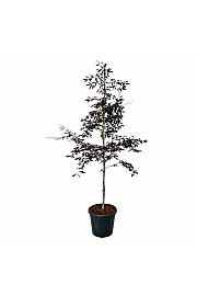 Fagus sylvatica Midnight Feather C30 Lit. 175-200 cm extra