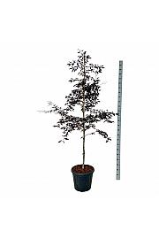 Fagus sylvatica Midnight Feather C30 Lit. 175-200 cm extra