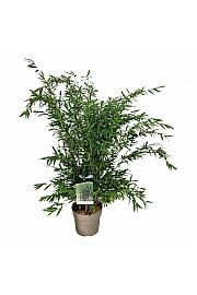 Fargesia nitida Gansu C7 Lit. 80-100 cm