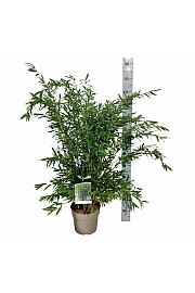 Fargesia nitida Gansu C7 Lit. 80-100 cm