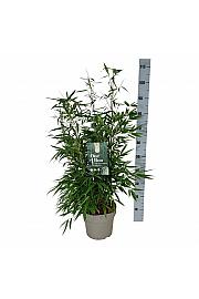 Fargesia robusta Pingwu C7 Lit. 50-60 cm