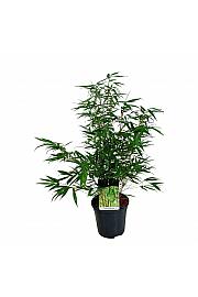 Fargesia robusta Tauro C7 Lit. 60-80 cm