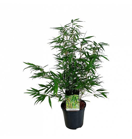 Fargesia robusta Tauro C7 Lit. 60-80 cm