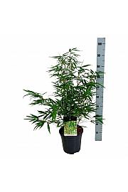 Fargesia robusta Tauro C7 Lit. 60-80 cm