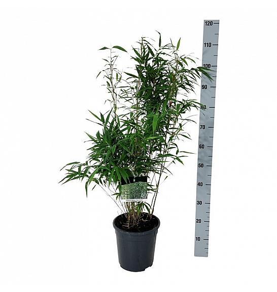 Fargesia robusta Wenchuan C7 Lit. 60-80 cm