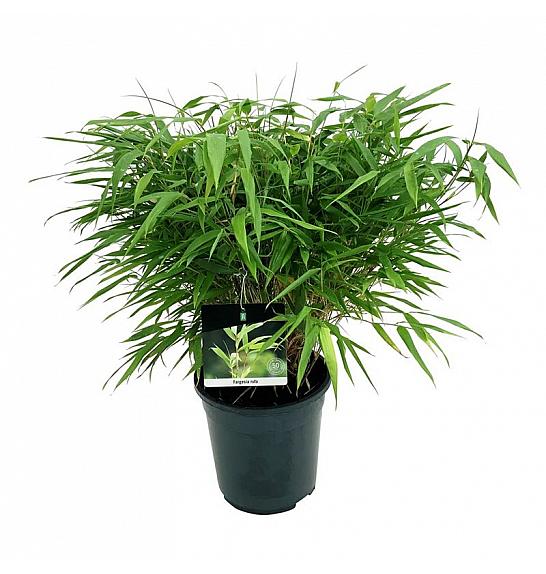 Fargesia rufa C7 Lit. 40-60 cm