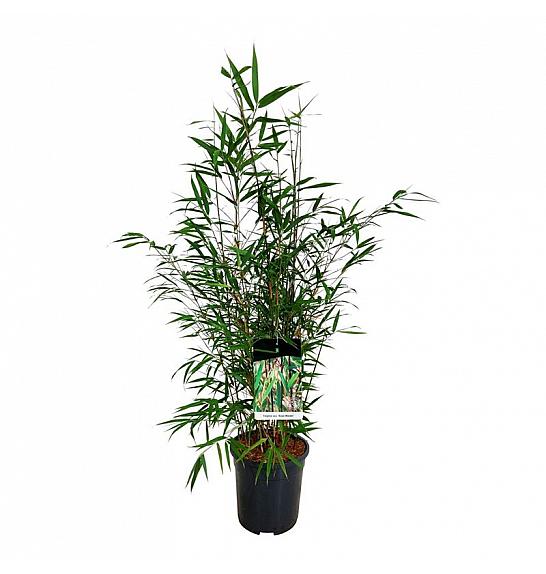 Fargesia scabrida Asian Wonder C7 Lit. 80-100 cm