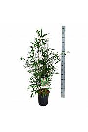 Fargesia scabrida Asian Wonder C7 Lit. 80-100 cm