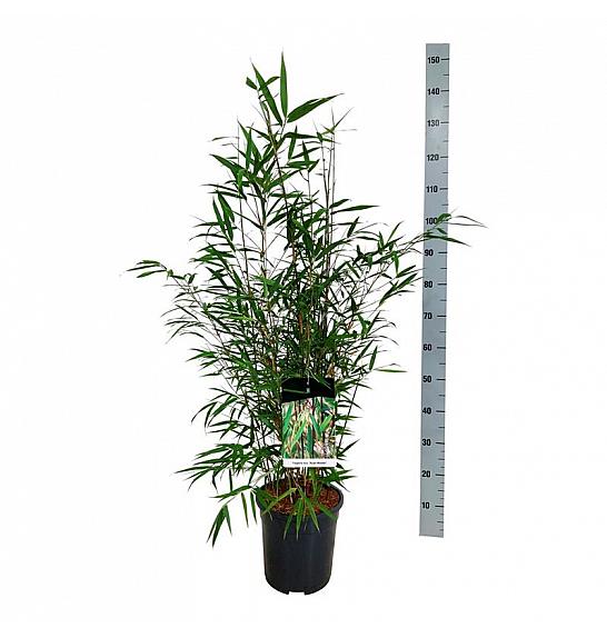 Fargesia scabrida Asian Wonder C7 Lit. 80-100 cm