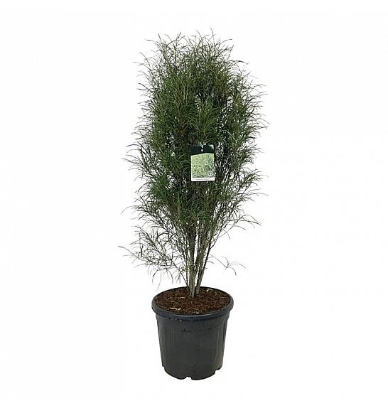 Frangula alnus Fine Line ® C30 Lit. 125-150 cm extra