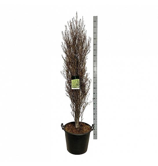 Frangula alnus Fine Line ® C55 Lit. 125-150 cm extra