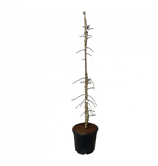 Ginkgo biloba China Pendula C30 Lit 150-175 cm extra