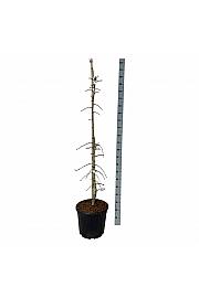 Ginkgo biloba China Pendula C30 Lit 150-175 cm extra