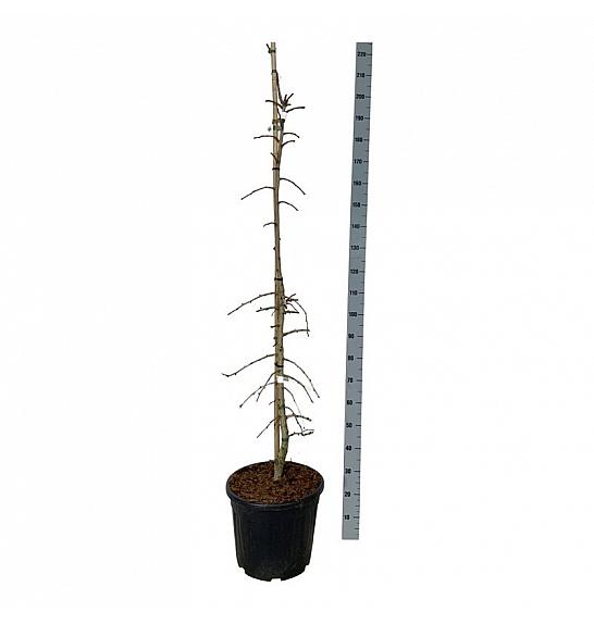 Ginkgo biloba China Pendula C30 Lit 150-175 cm extra