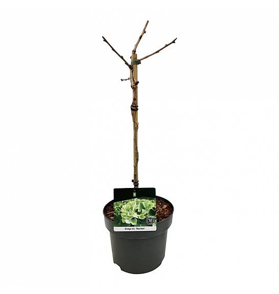 Ginkgo biloba Mariken C4 Lit. Na steblu 40 cm