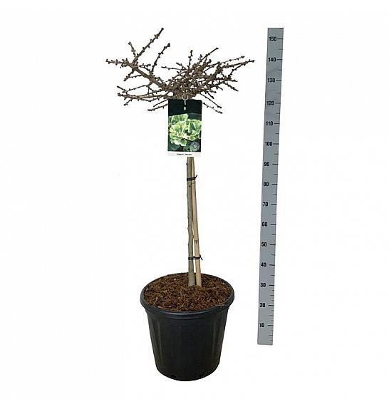 Ginkgo biloba Mariken C30 Lit. Na steblu 80 cm