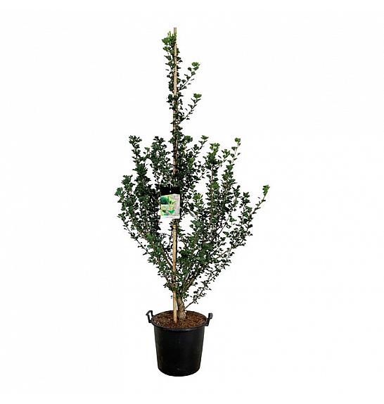 Ginkgo biloba Menhir C30 Lit. 175-200 cm extra