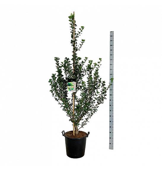 Ginkgo biloba Menhir C30 Lit. 175-200 cm extra