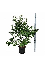 Halesia carolina C30 Lit. 125-150 cm extra