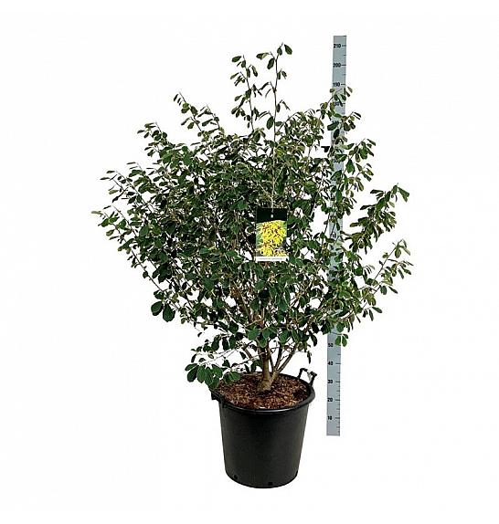 Hamamelis intermedia Arnold Promise C55 Lit. 100-125 cm extra