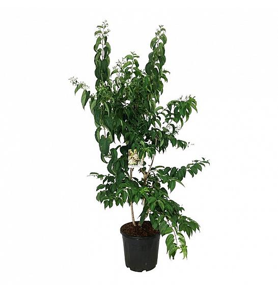 Heptacodium miconioides C30 Lit. 125-150 cm extra