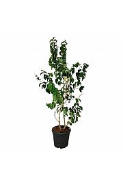 Heptacodium miconioides C30 Lit. 150-175 cm extra