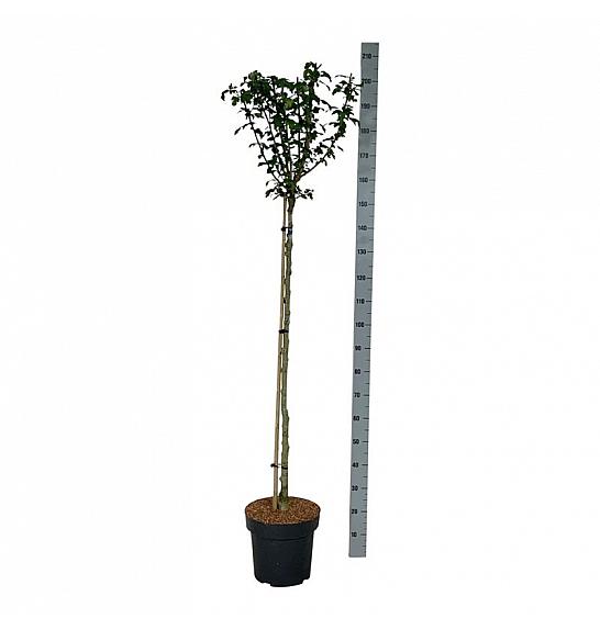 Hibiscus syriacus Marina C15 Lit. Na steblu 120 cm