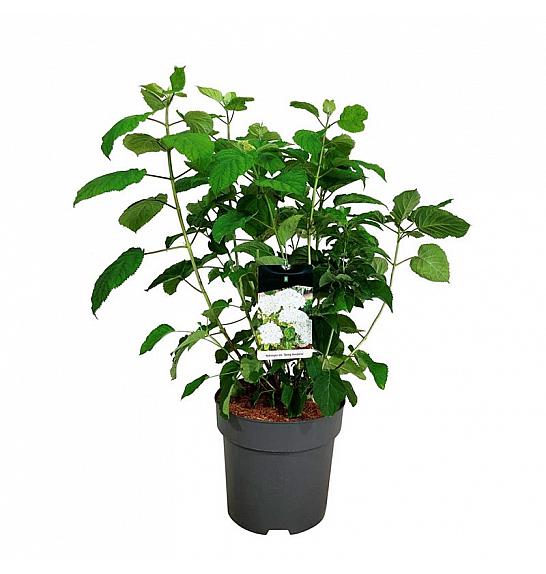 Hydrangea arborescens Strong Annabelle C15 Lit. 60-80 cm
