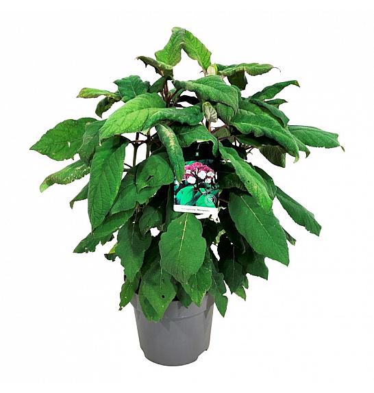 Hydrangea aspera Macrophylla C15 Lit. 60-80 cm