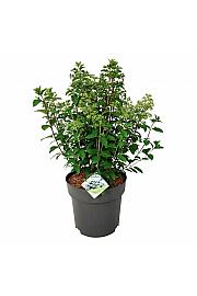 Hydrangea paniculata Bobo C15 Lit. 50-60 cm