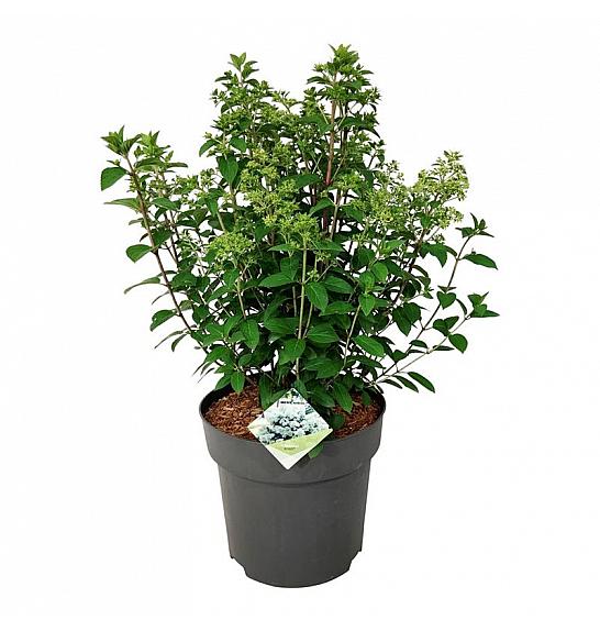 Hydrangea paniculata Bobo C15 Lit. 50-60 cm