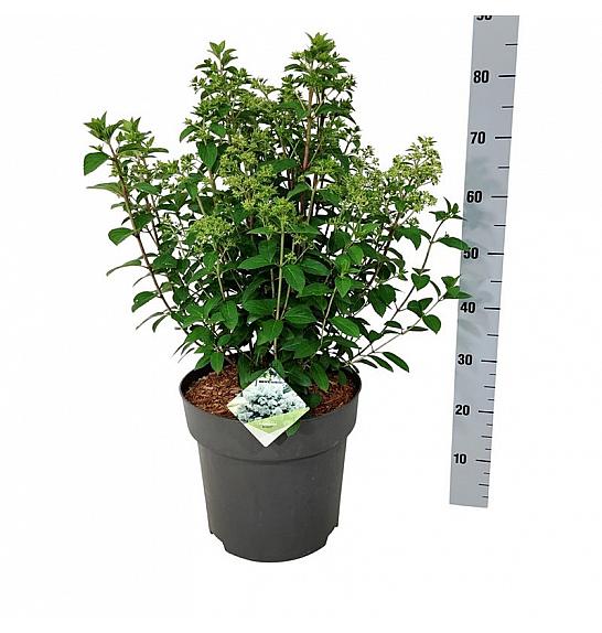 Hydrangea paniculata Bobo C15 Lit. 50-60 cm