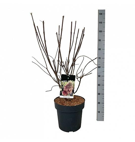 Hydrangea paniculata Bonfire C15 Lit. 60-80 cm