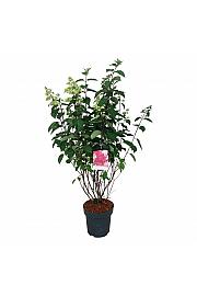Hydrangea paniculata Fraise Melba C15 Lit. 80-100 cm