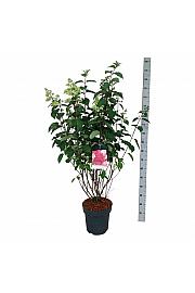 Hydrangea paniculata Fraise Melba C15 Lit. 80-100 cm