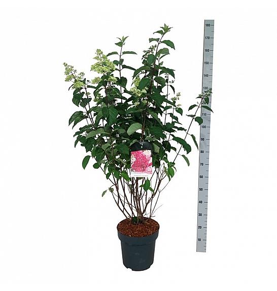 Hydrangea paniculata Fraise Melba C15 Lit. 80-100 cm