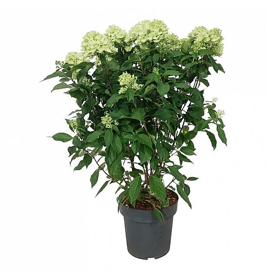 Hydrangea paniculata Graffiti C15 Lit. 60-80 cm