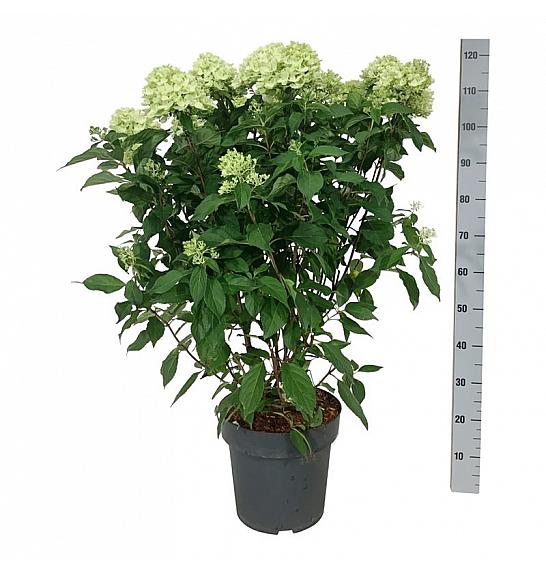 Hydrangea paniculata Graffiti C15 Lit. 60-80 cm