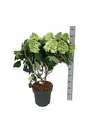 Hydrangea paniculata Little Fresco C15 Lit. 50-60 cm